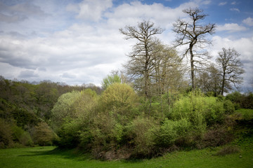 Fototapeta na wymiar paysage de campagne avec un bosquet d'arbre dans un pré