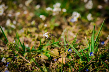 spring flowers