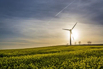 Fototapete Rape seed field at sunset with blue sky and wind turbine silhouette, cornwall, uk © stevie_uk