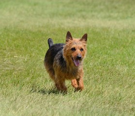 Australian Terrier Running