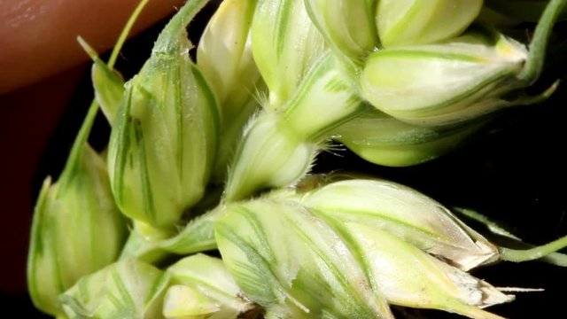 Pests in a field of cereal plants