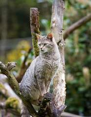 Wildkatze im Baum