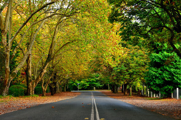 Autumn in Mt.Wilson NSW, Australia