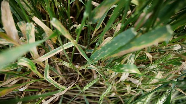 Leaf rust on a cereal plants