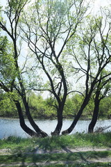krzywe drzewa