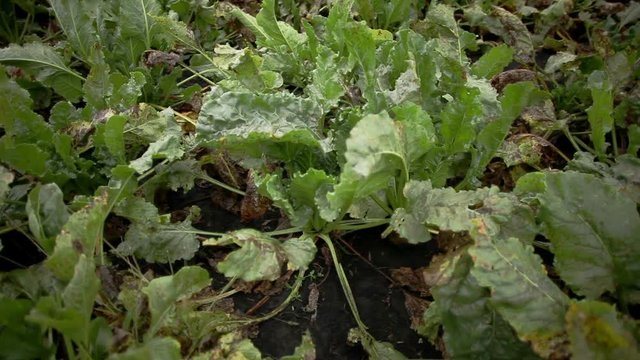 Yellowing plants of sugar beet