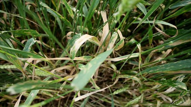 Leaf rust on a cereal plants