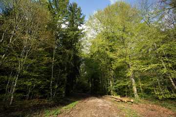 orée d'une forêt