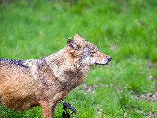 Fototapeta premium Wolf 