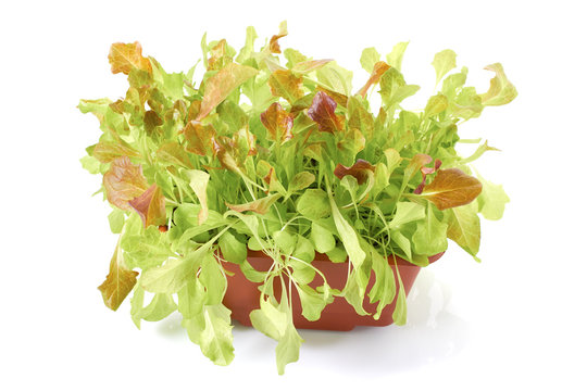 Fresh green salad plants in pot