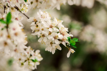 Obraz premium flowers