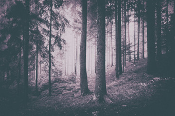 Dreamy and foggy dark pink colored conifer forest landscape with vignette effect. Color filter and vignette effect used.