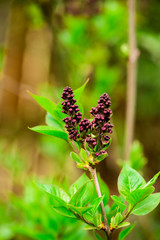 Obraz premium spring flowers