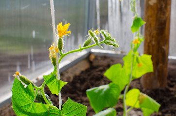 cucumbers in the greenhouse. Little cucumbers on the plants. Erly spring and garden concept.