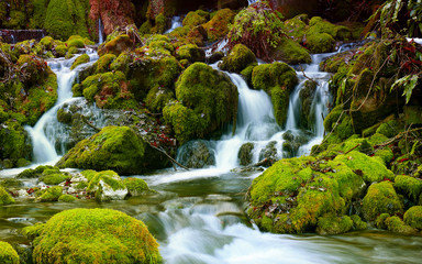 Mountain stream among the mossy stones