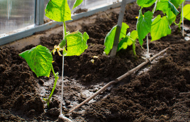 cucumbers in the greenhouse. Little cucumbers on the plants. Erly spring and garden concept.