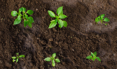 Pepper seedling in the ground. Early spring garden processes.