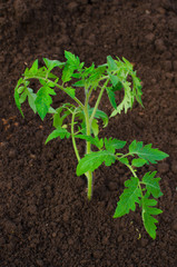 Tomato seedling in the ground.
