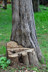 Cut tree trunk