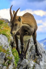 Female wild alpine, capra ibex, or steinbock