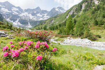 Alpenrosen Bergblumen der Alpen im Frühling