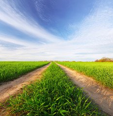 Path in a green field on sunny summer day