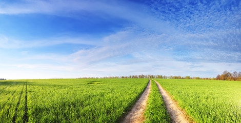 Fototapeta premium Road in a green field on sunny summer day