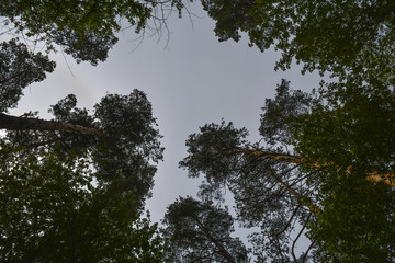 высокие сосны в весеннем лесу © valteru