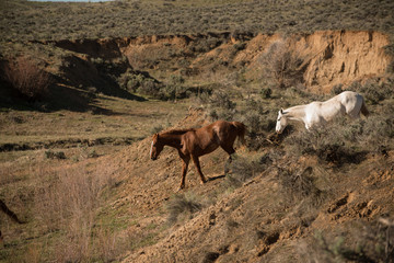 Two horses going down into a ravine