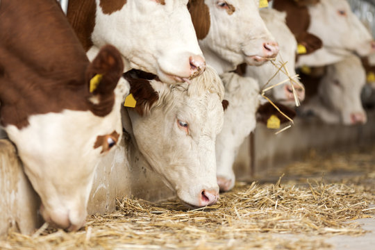 Simmental Cows