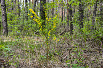цветущий, желтый куст в весеннем лесу
