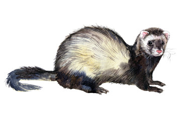 Ferrets watercolor drawing on white background.