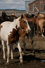 Obraz premium Paint horse in corral with herd at ranch