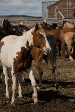 Paint horse in corral with herd at ranch