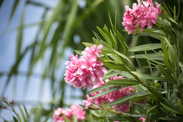 Pink Rhododendron Blooming