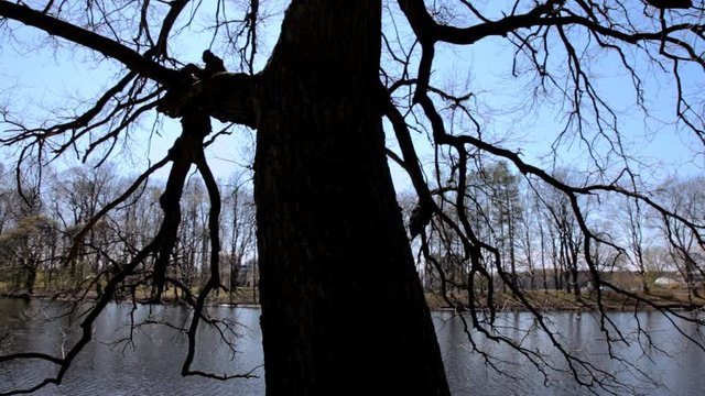 Дерево без листьев в весенний солнечный день на фоне синего неба