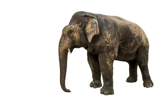 The beautiful Asia elephant colors painted for festival on isolated white background.