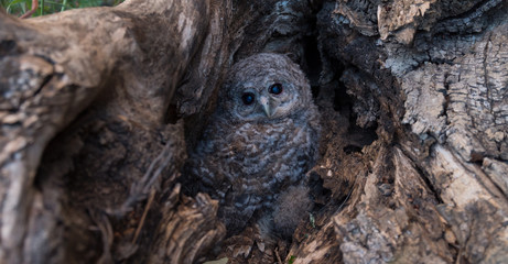 Bébé chouette hulotte