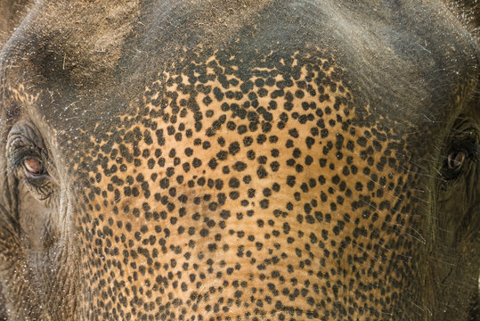 Fototapeta The elephant forehead skin texture for background.