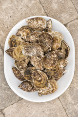fresh oysters