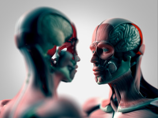 Facing human anatomy models, male and female. Woman and man looking at each other. 3D Illustration.