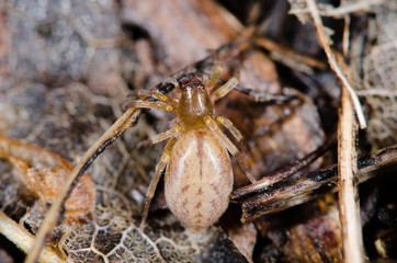 Clubiona species female spider from above. Spider in the family Clubionidae amongst leaf litter on wasteground in the UK