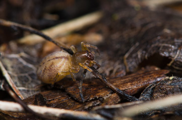 Clubiona species female spider. Spider in the family Clubionidae amongst leaf litter on wasteground in the UK
