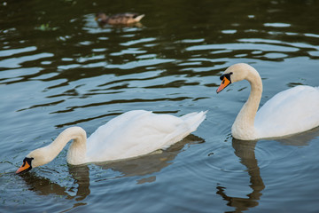 white swans and duck on the summer lake swimming