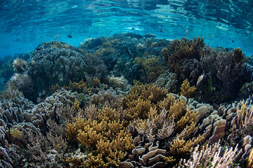 Naklejka na ściany i meble Vibrant Coral Reef in Raja Ampat