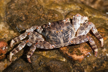 Wet sea crab sitting on the stone