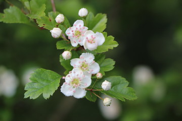 Zweig mit Weißdorn-Blüten im Frühling, Crataegus, Heilkraut