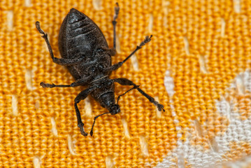 Weevil bug on its back at orange fabric suggesting  death or helplessness