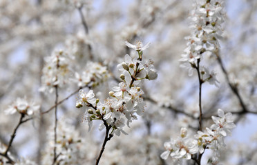  Frühling