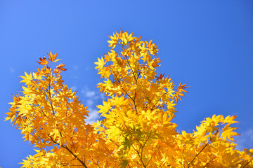 Autumn in Mt.Wilson NSW, Australia